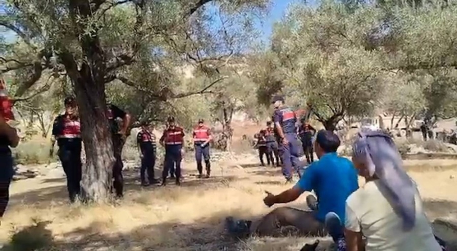 Akbelen'de zeytinlikler taşınıyor! "Söküm ürün ve yağ kaybı yaratır"