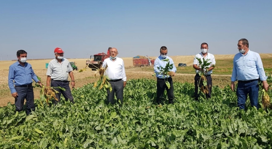 TürkŞeker'in şeker pancarı alım fiyatı belli oldu