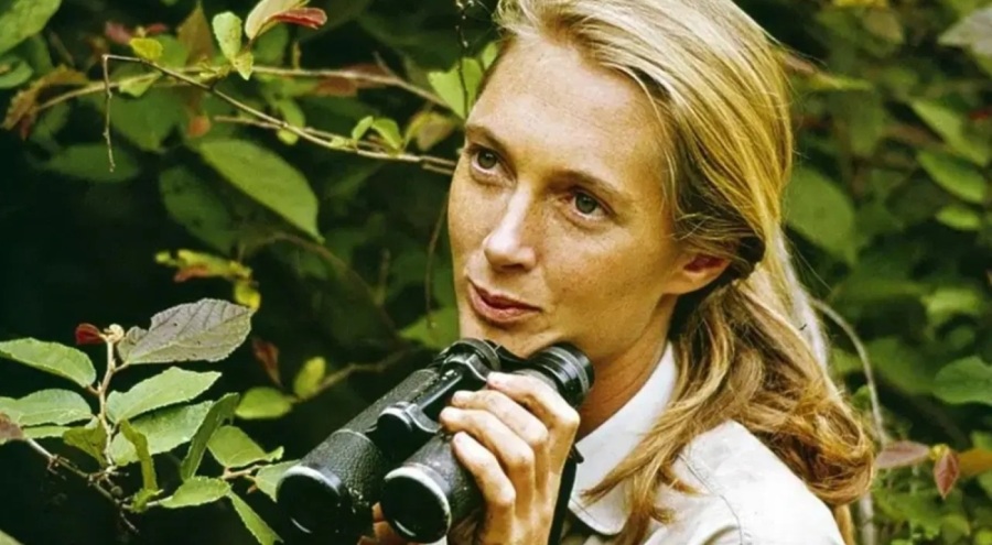 Jane Goodall 91 yaşında hayatını kaybetti