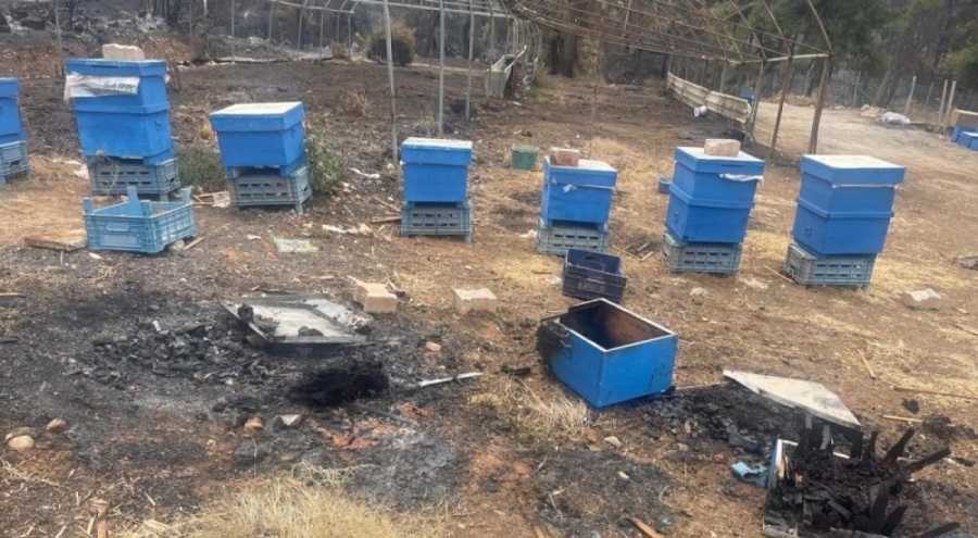 Bursa Büyükşehir'den yangın mağduru arıcılara kovan desteği