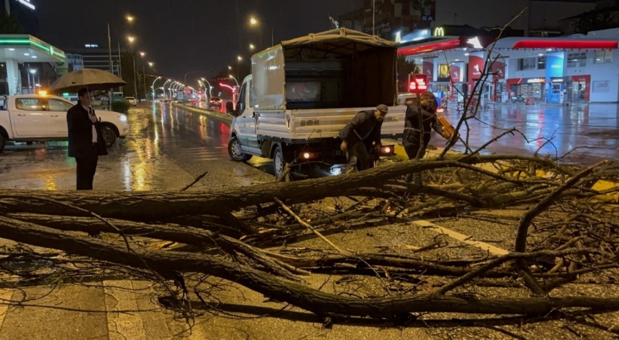 Edirne'de rüzgar, ağacı devirdi