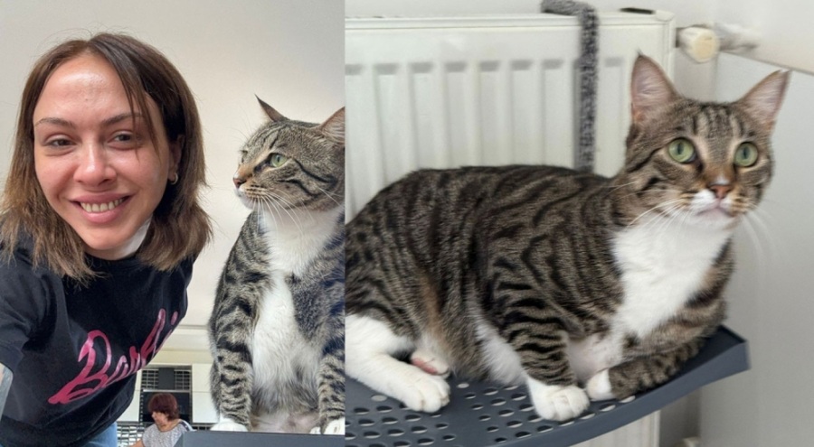Kayıp kedi 'Sakat'ı bulana 100 bin lira para ödülü verecek