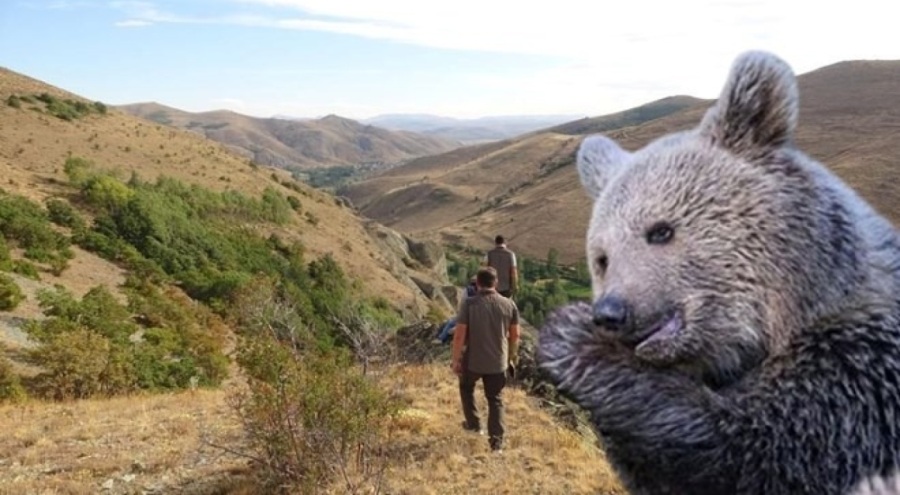 Annesini kaybeden yavru ayı köyü alarma geçirdi
