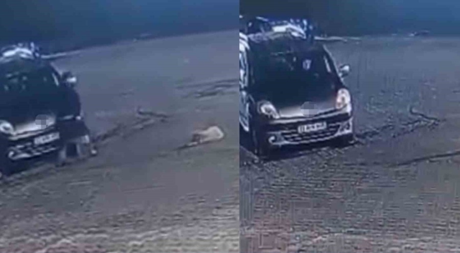 Mersin'de aracın üzerinden geçtiği köpek telef oldu