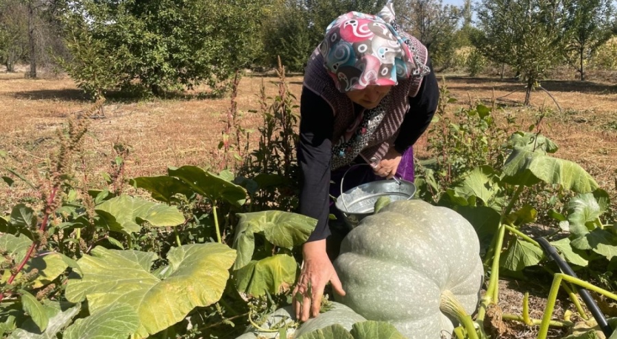 Bursa'da dev kabak sürprizi: "Torunum kadar olmuş"