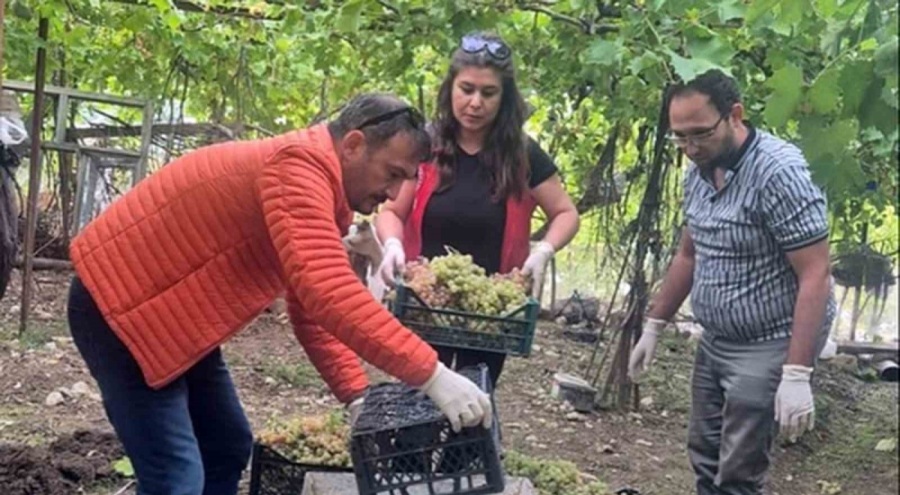 Muğla'da bazı üzümlerde yasaklı aktif madde tespit edildi