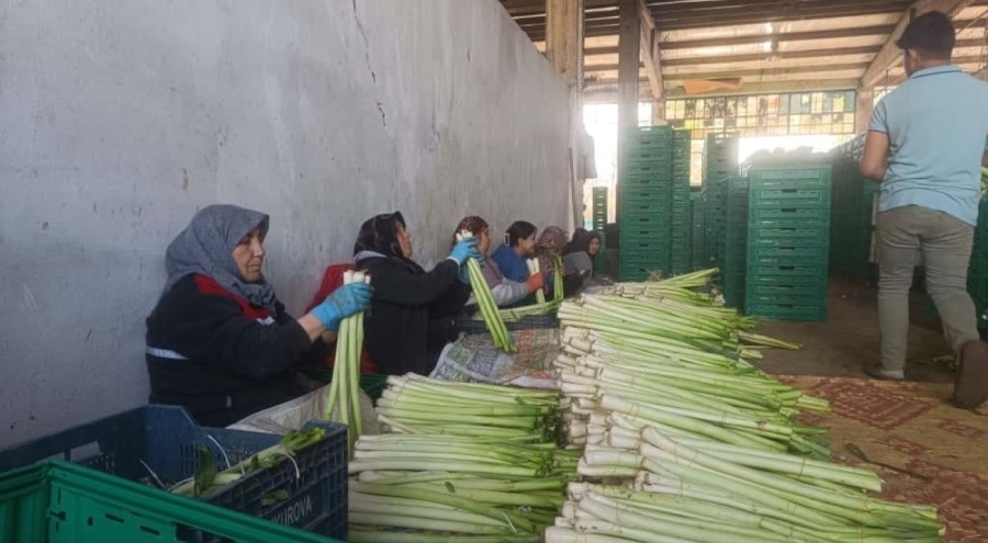 Bursa'da kışlık sebze hasadı başladı