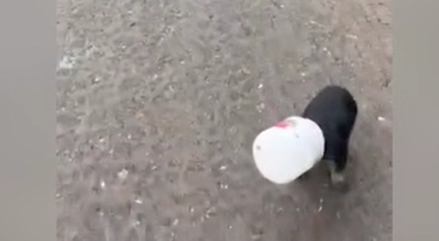 Yalova'da kamyon sürücüsü, kafası yoğurt kabına sıkışan köpek yavrusunu kurtardı