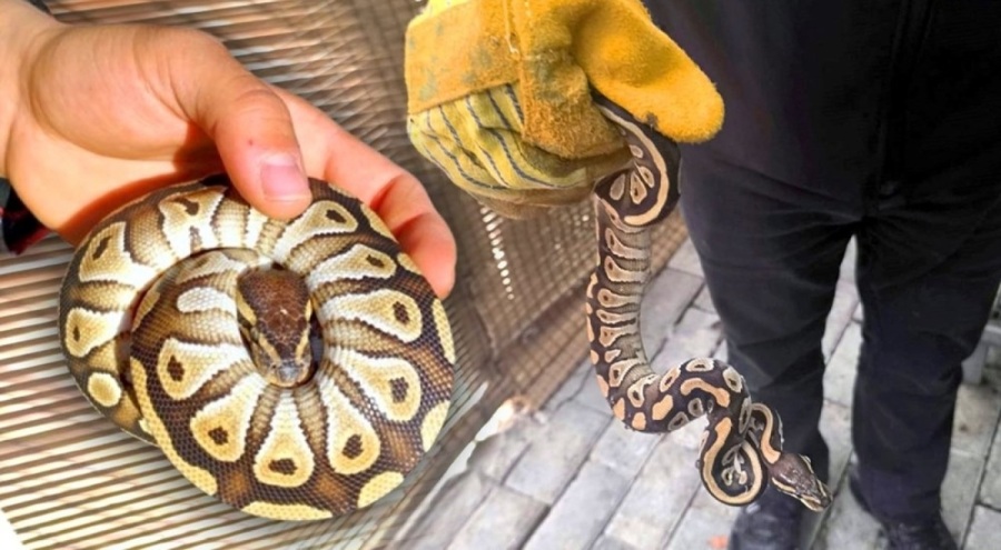 Asayiş uygulamasında cebinden piton çıktı!