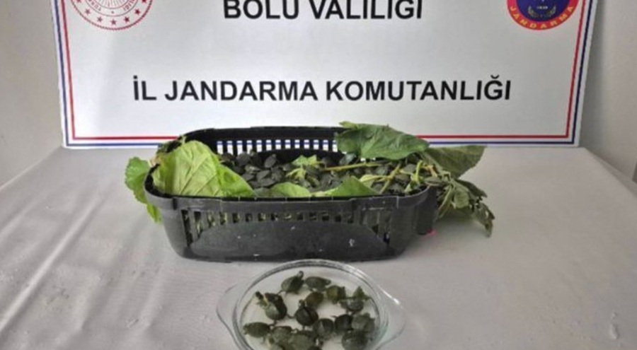 Bolu'da yolcu otobüsünde 500 yasaklı su kaplumbağası ele geçirildi