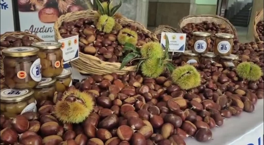 Aydın'da sezonun ilk kestaneleri 550 liradan alıcı buldu