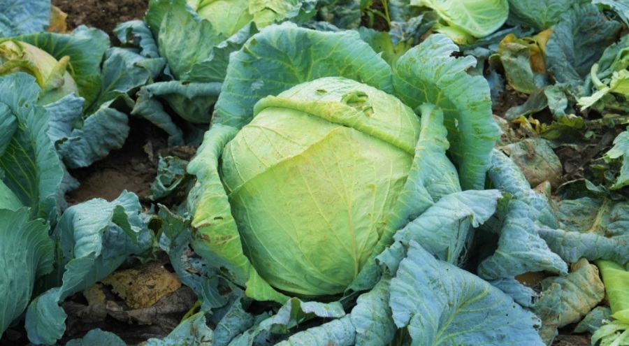 Muş Ovası'nda lahana bereketi: 150 milyon liralık ekonomik gelir bekleniyor