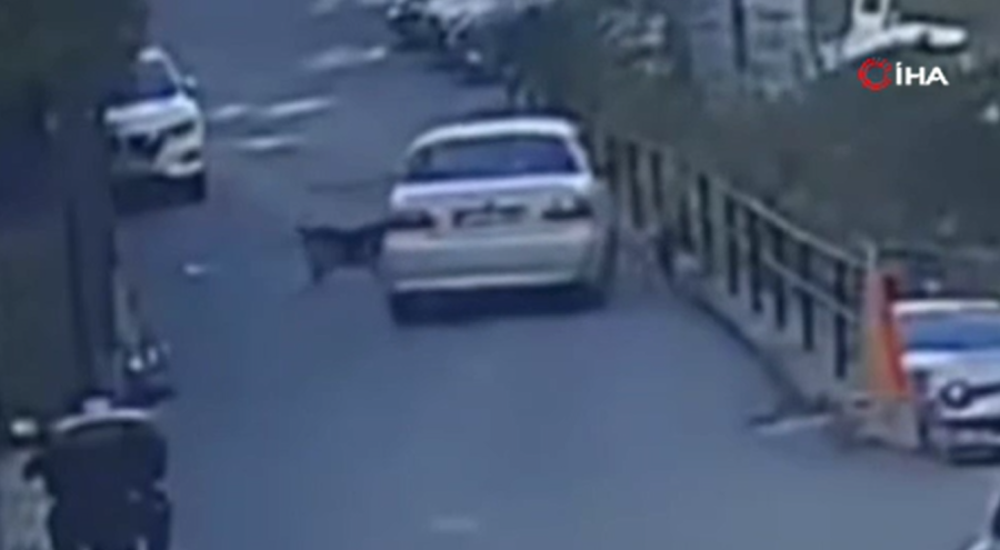 İstanbul'da sürücü sokak köpeğini ezip kaçtı