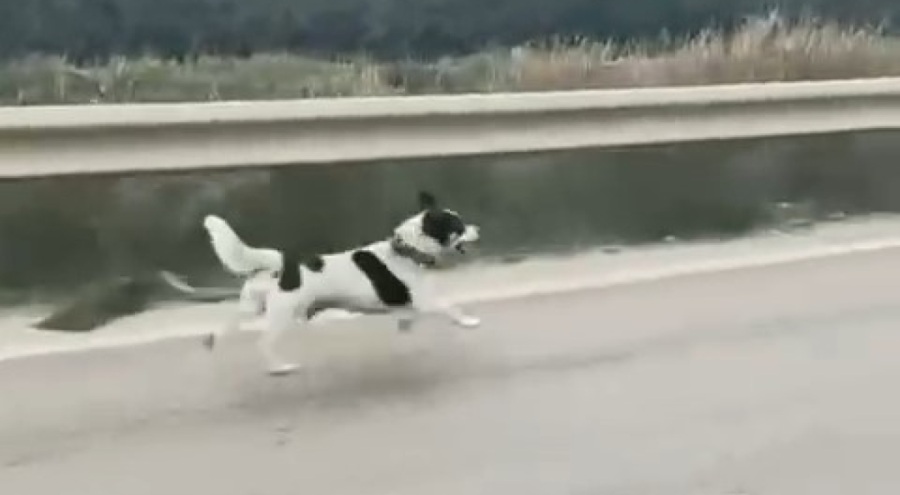 Bursa'da hüzünlü görüntü! Terk edildiği iddia edilen köpek yağmurda koştu