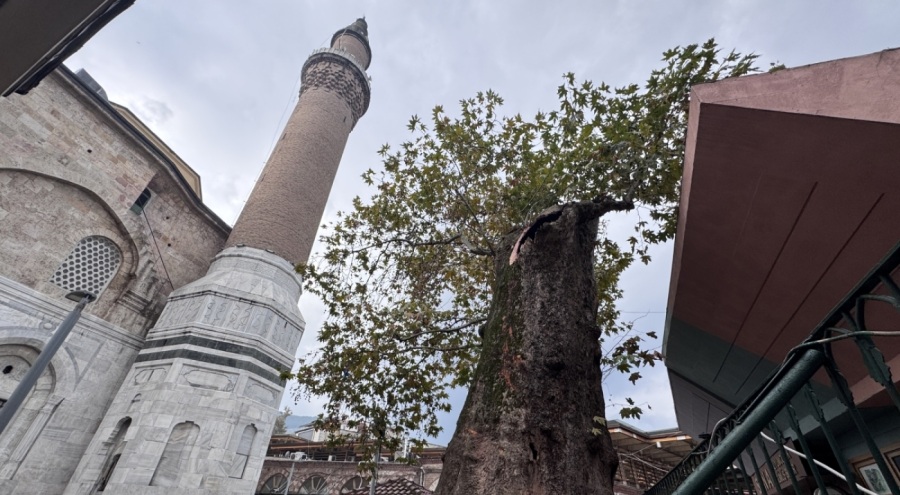 Bursa Ulu Cami'nin bahçesindeki tarihi çınarın dalı kırıldı