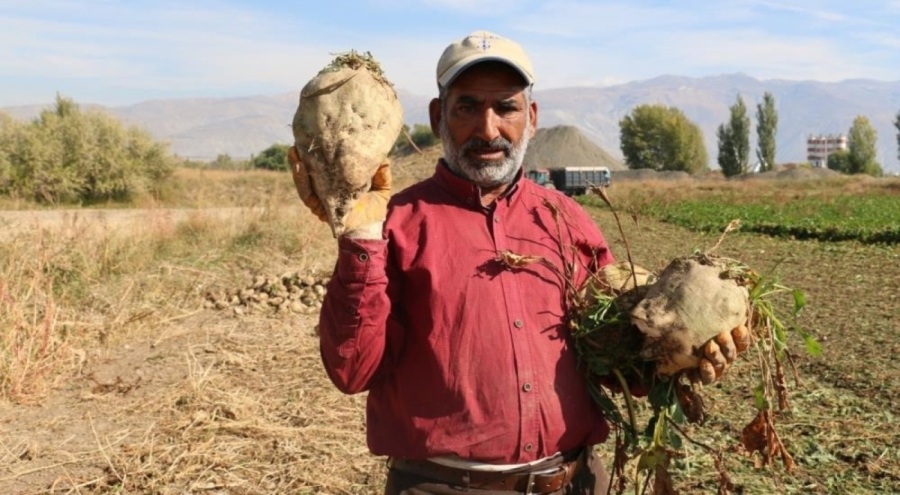 Şeker pancarı rekoltesi düşüyor, arzda sorun beklenmiyor