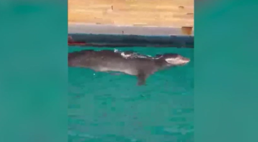 Muğla'da  limanda fok görüntülendi