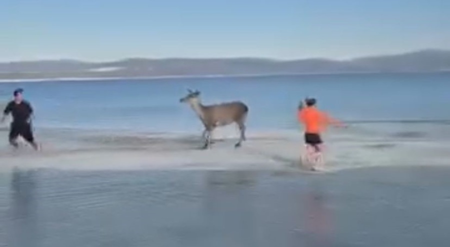 Salda Gölü'nün maskot geyiği, vatandaşlarla keyifli anlar yaşadı