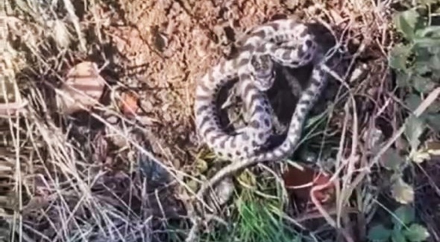Mantar ararken dünyanın en zehirli yılanlarından engerekle karşılaştı