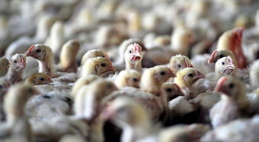 Kuş gribi yeniden alarm veriyor! 400 binden fazla hayvan itlaf edildi