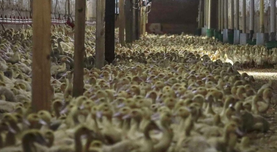 Almanya'da kuş gribi nedeniyle 400 bin fazla hayvan itlaf edildi