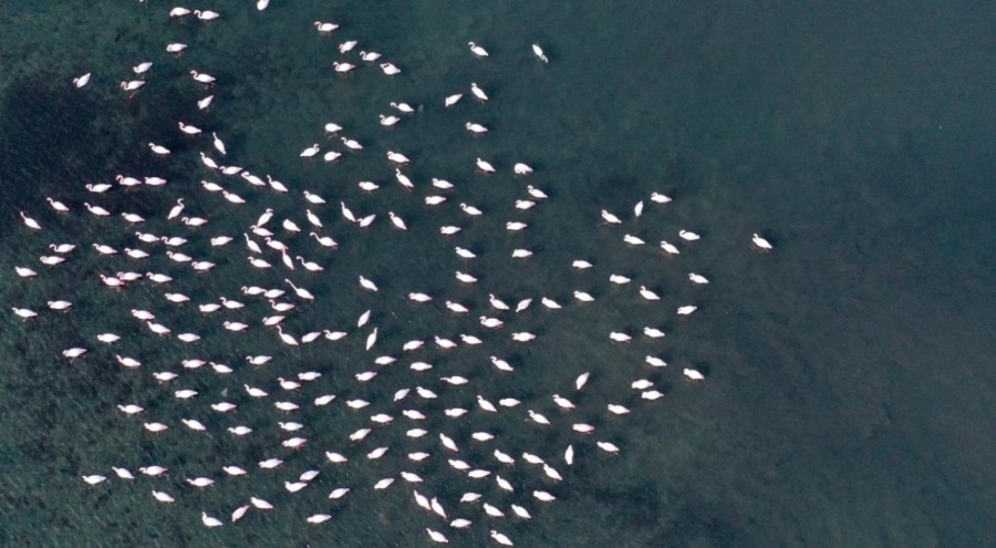 İzmit Körfezi'ndeki dip çamuru temizliği biyoçeşitliliği artırdı