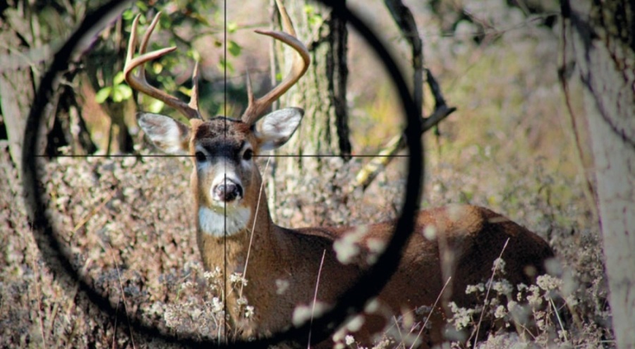 Kızıl geyik ve yaban koyununun avlanmasına ilişkin suç duyurusunda bulunuldu