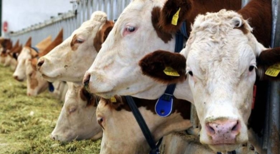 Şap krizi: Kesimler hızlandı, ithalat rekor seviyeye gidiyor