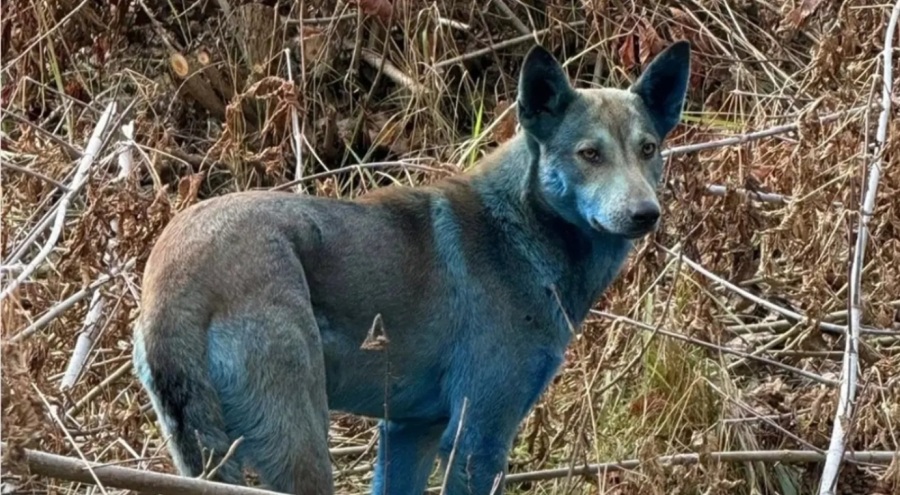 Çernobil'de neler oluyor? 'Mavi köpekler' görüldü