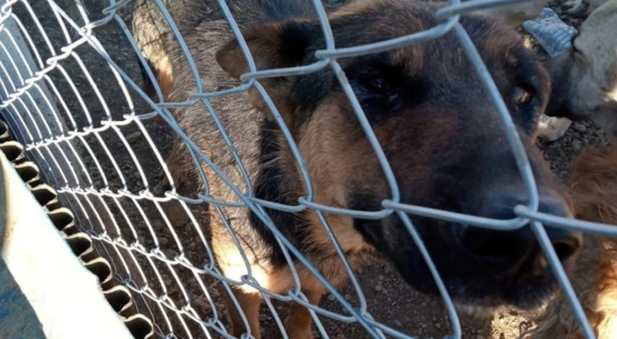Yozgat'ta hayvana şiddet: Kürekle köpeğe şiddet uyguladı!