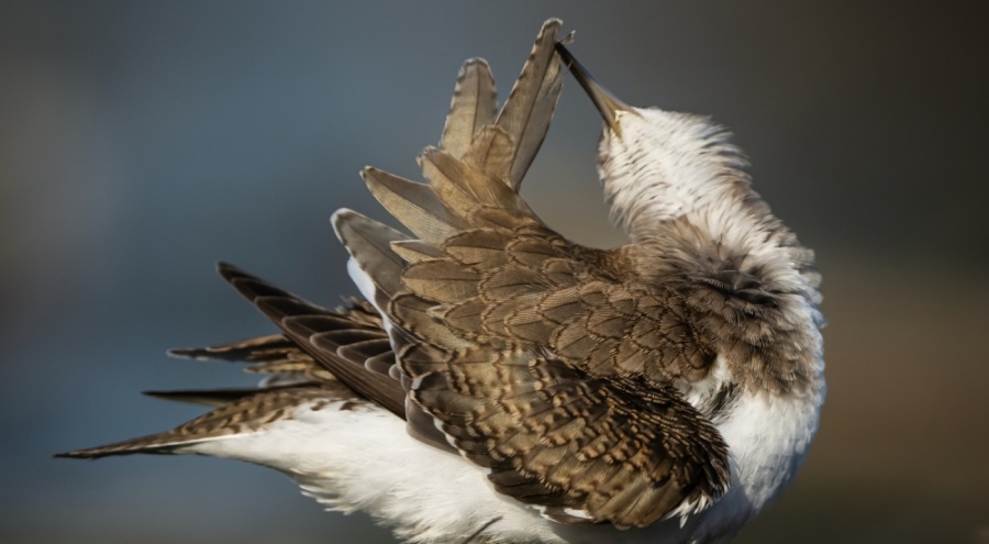 Göçmen kuşlarının dinlenme durağı Bursa oldu