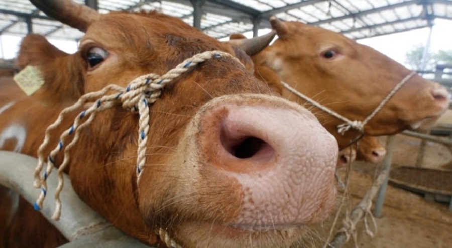 Bolu'da "deli dana" hastalığı iddiası: Laboratuvar sonucunun pozitif olduğu bildirildi