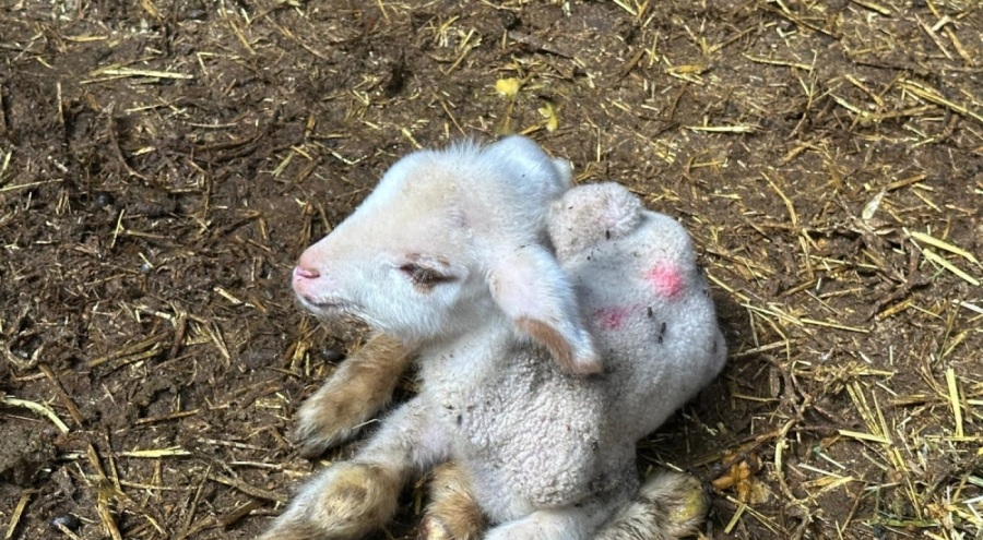 Şap hastalığı Yenişehir'de yüzlerce hayvanı vurdu, besiciler çaresiz!