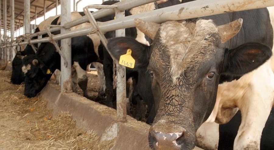 Deli dana hastalığı alarmı! Bir kişide tespit edildi