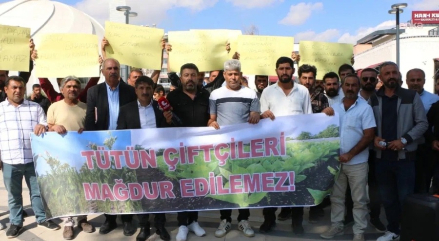 Adıyaman'da tütün krizi! Firmalar alımı durdurdu