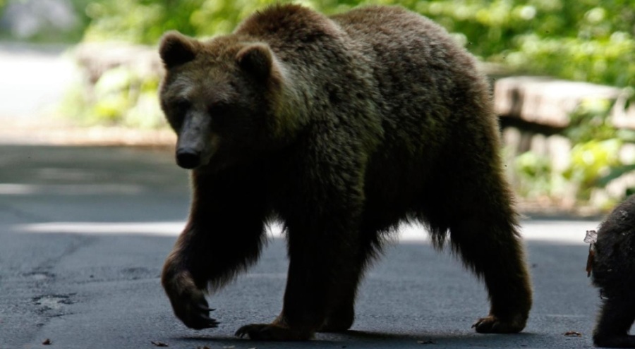 Japonya'da ayı saldırılarıyla mücadele etmek için lisanslı avcıların işe alınması planlanıyor