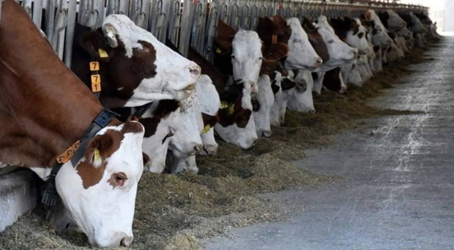 Şap karantinası! Mahallelere giriş çıkışlar yasaklandı...