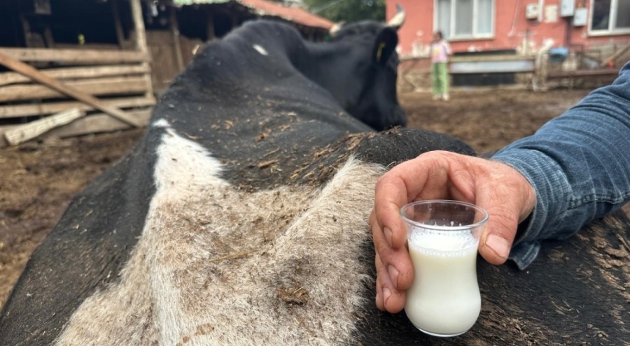 Şap hastalığı Bursa'da hayvancılığı vurdu! 35 litre süt veren sığırdan bir çay bardağı süt almaya başladı