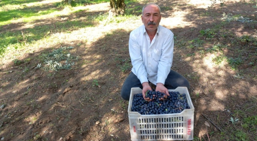 CHP İznik İlçe Başkanı Eşiyok'tan Marmarabirlik'e sert tepki: Üreticisine sırtını döndü