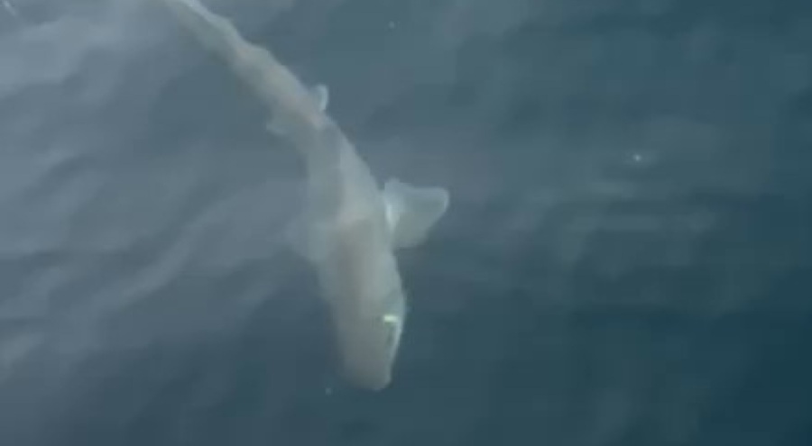 Bursa Gemlik Körfezi'nde balıkçıların oltasına köpek balığı takıldı