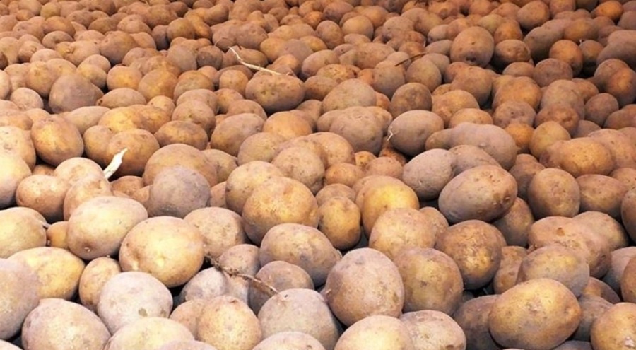 Ticaret Bakanlığından patates fiyatlarına ilişkin açıklama