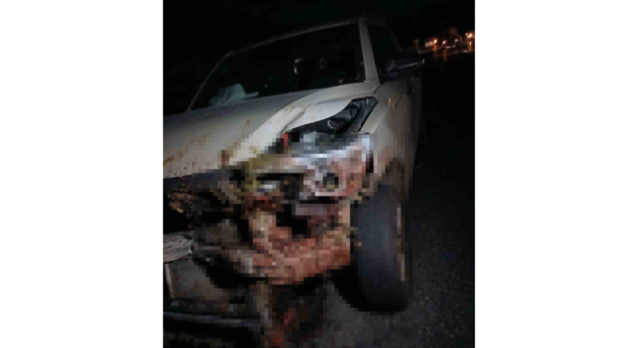 Kamyonet sürüye çarptı: 30 küçükbaş hayvan telef oldu