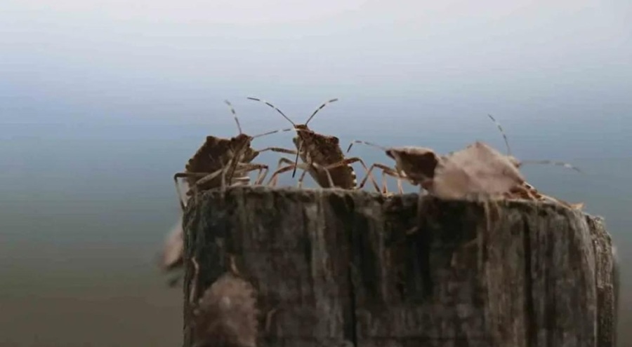 Kahverengi kokarca tehlikesi büyüyor! Karadeniz'den sonra Marmara ve Ege'de de görüldü