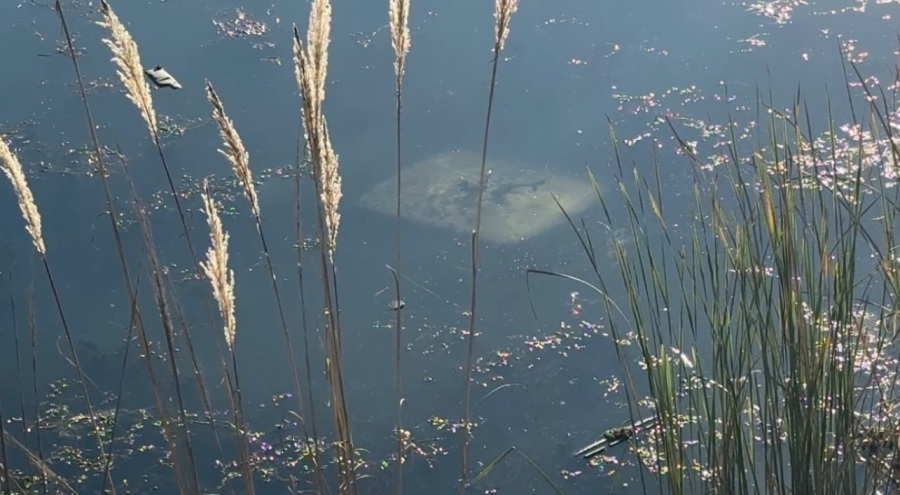 Ehliyetsiz sürücü araçla gölete uçtu