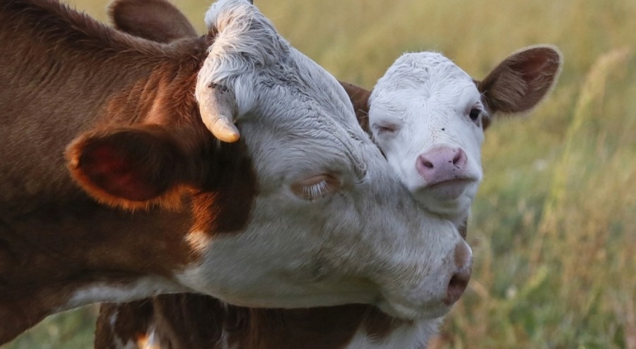 Deli dana hastalığı Türkiye'de yayılıyor mu?