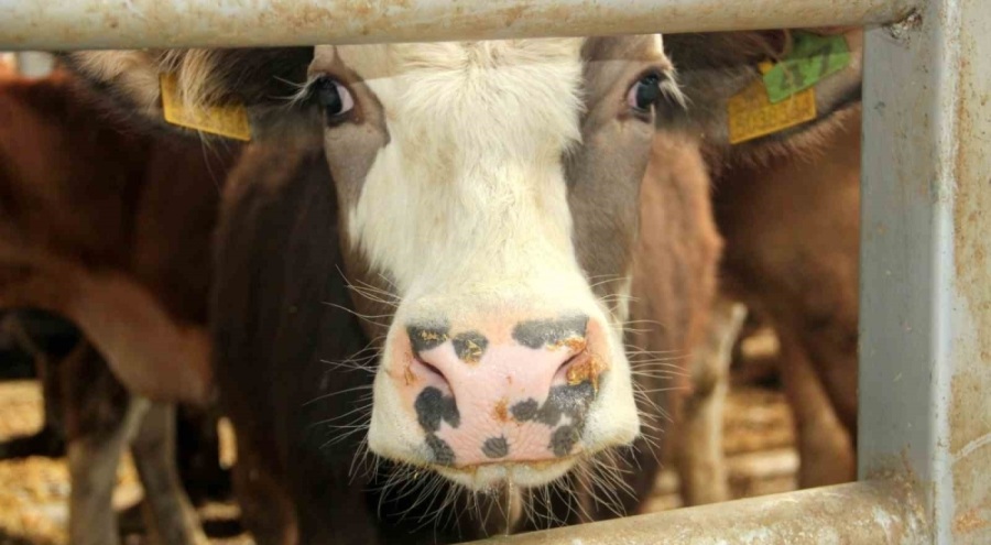 Bolu'da şap nedeniyle 18 köy ve 4 mahalle karantinaya alındı