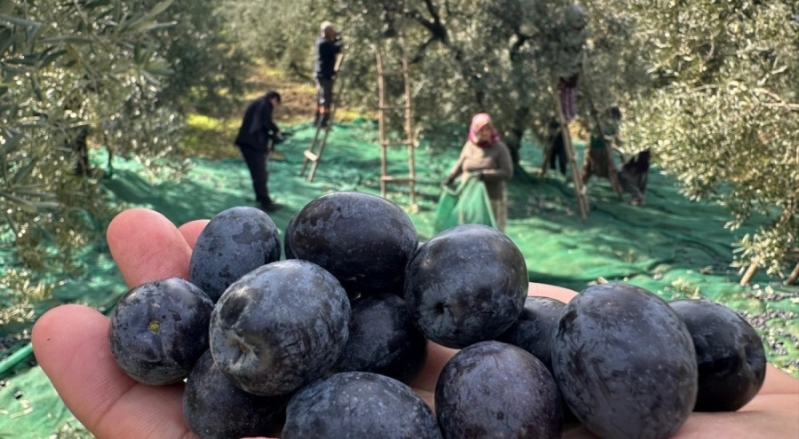 Bursa Gemlik'te "Yok Yılı" zeytini yağışlarla kurtuldu