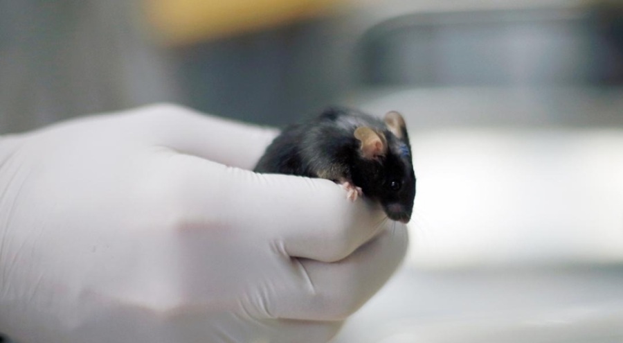 Yeni ilaç karışımı erkek farelerin ömrünü yüzde 73 uzattı