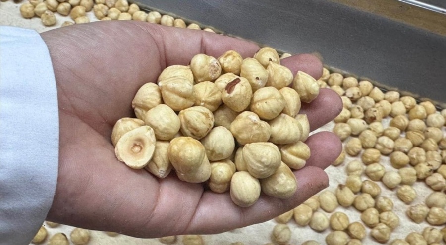 Türkiye, fındık ihracatından iki ayda 351 milyon dolar gelir elde etti