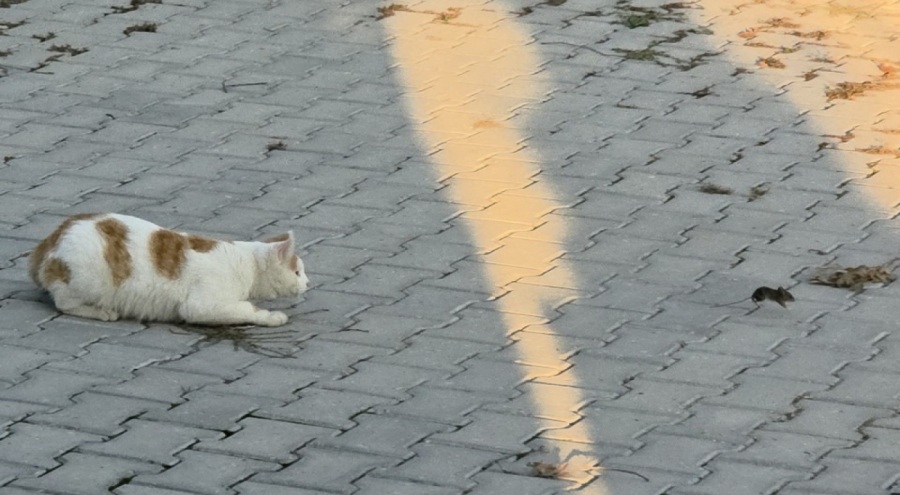 Amasya'da kedi ile fare oyunu kamerada